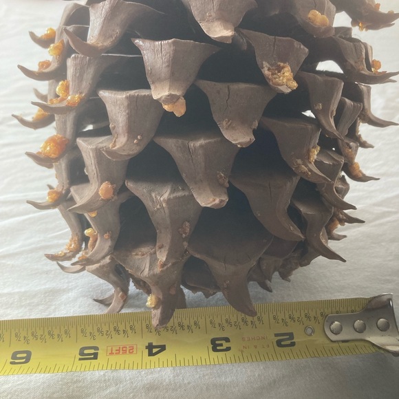 2 huge 8” & 7 1/2” Tall Rare Vintage California pine cones - Picture 5 of 7